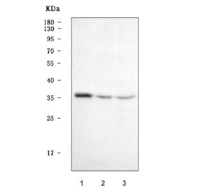 Anti-Homeobox A4 / HOXA4