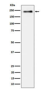 Anti-phospho-LRP6 (Ser1490) / Low density lipoprotein receptor related protein 6, clone 31L42