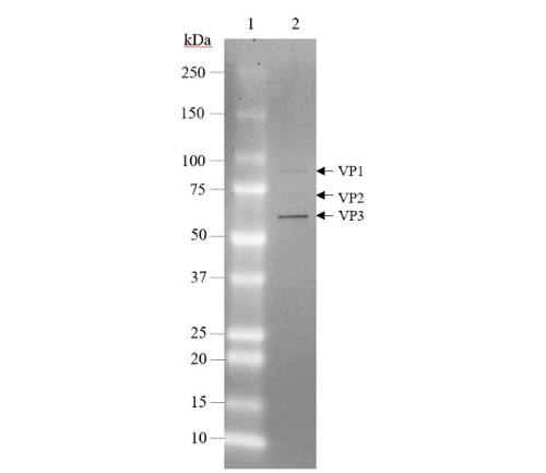 AAV6 Luciferase-mCherry