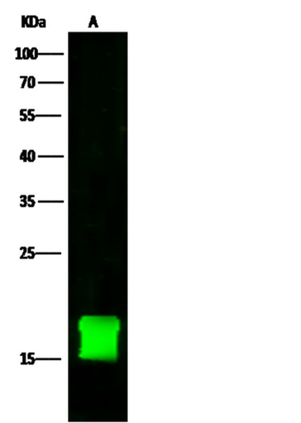 Anti-FKBP12/FKBP1A Monoclonal Antibody
