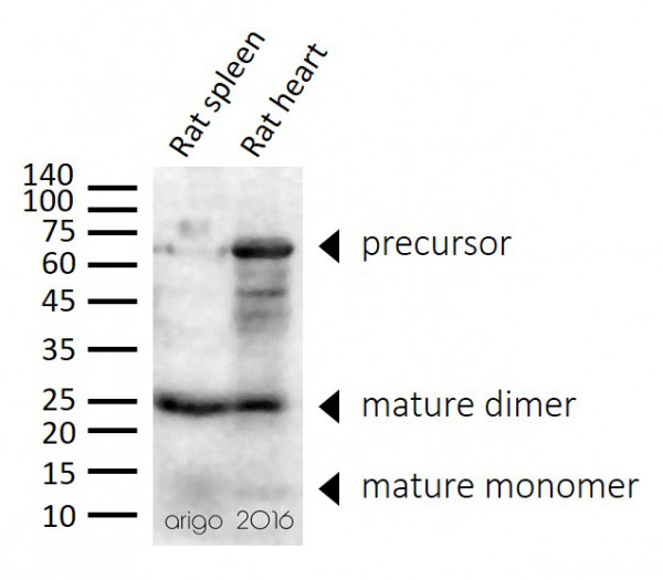 Anti-TGF beta, clone TB21