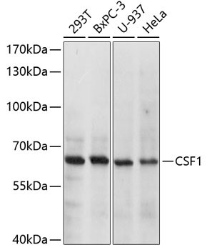 Anti-CSF1