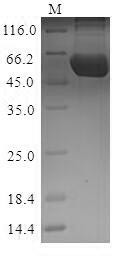 Pyruvate kinase PKM (Pkm), mouse, recombinant