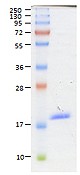 BAFF (60-mer), Soluble (human, rec.), highly active (3 x 10 µg)