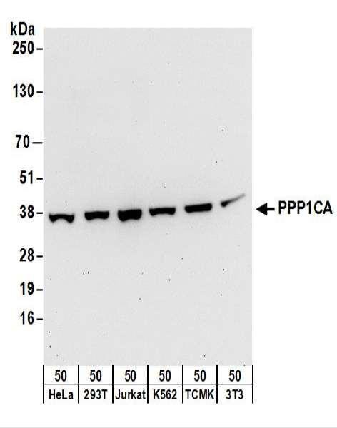 Anti-PPP1CA