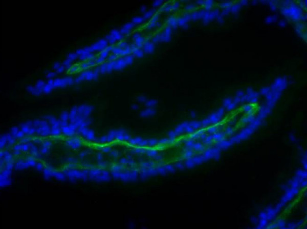 Anti-Collagen I (FITC)