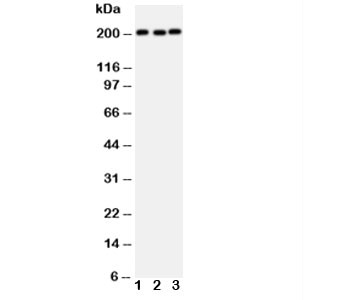 Anti-53BP1