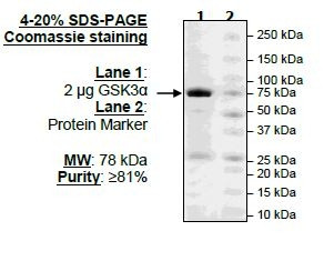 GSK3alpha, active human recombinant protein