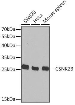 Anti-Casein Kinase 2 beta (CSNK2B)