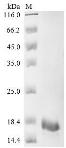 T-cell surface glycoprotein CD3 epsilon chain (CD3E), partial, swine, recombinant