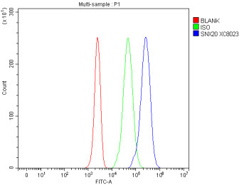 Anti-SNX20 / Sorting nexin 20