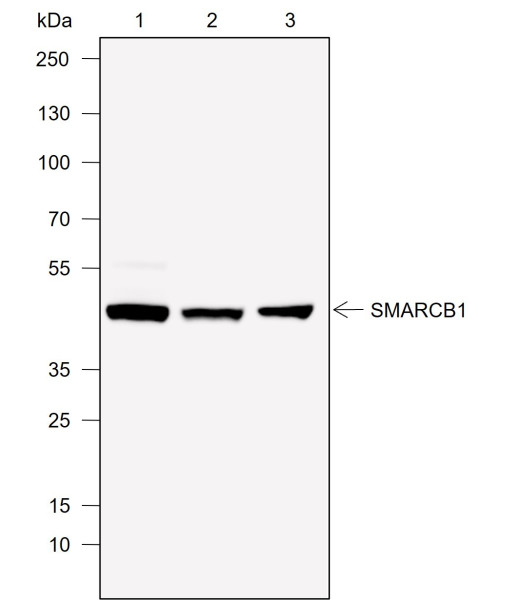 Anti-Recombinant SMARCB1/BAF47, clone A766