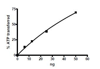 SYK, catalytic, active human recombinant protein