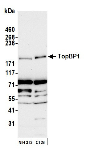 Anti-TopBP1