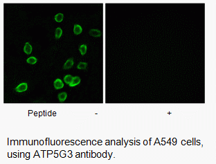 Anti-ATP5G3
