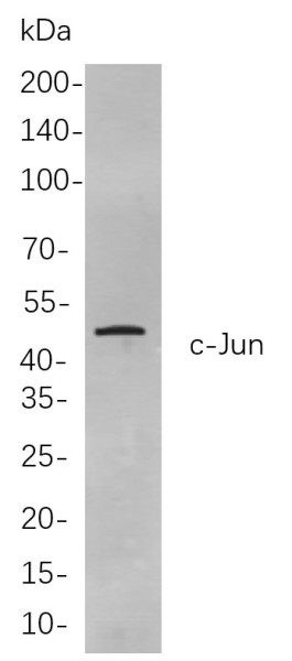 Anti-Recombinant c-Jun, clone 5C10