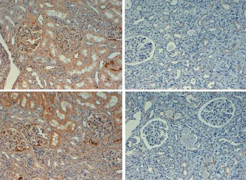 Anti-Fibronectin, Biotin conjugated