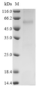 Cannabinoid receptor 1 (CNR1), rat, recombinant