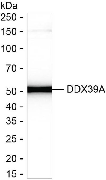 Anti-DDX39A