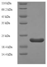 Regenerating islet-derived protein 3-alpha (Reg3a), rat, recombinant