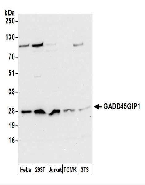 Anti-GADD45GIP1/CRIF1