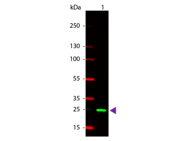 Anti-GST, Rhodamine Conjugated