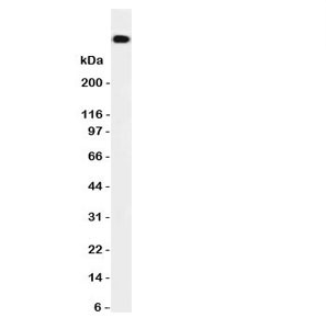 Anti-DNA-PKcs