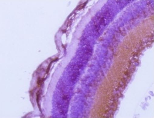 Anti-RAB27A