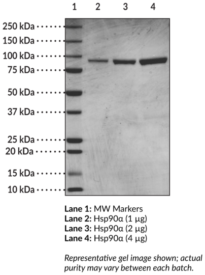 Hsp90alpha (human recombinant)