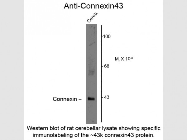 Anti-Connexin 43