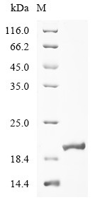 Myosin-7 (MYH7), partial, human, recombinant