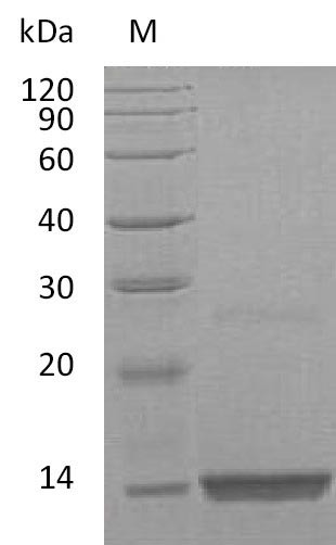 Platelet-derived growth factor subunit B (PDGFB) (Active), human, recombinant