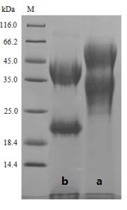 Cadherin-3 (CDH3), swine, recombinant