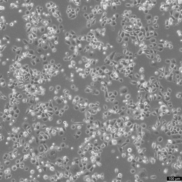 MX-1 Cells