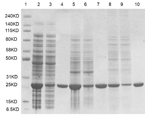 Anti-GS Linker Affinity Resin FF