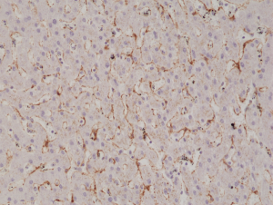 Anti-Caveolin-1 (human), Rabbit Monoclonal (RM325)