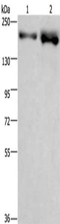 Anti-BRD4