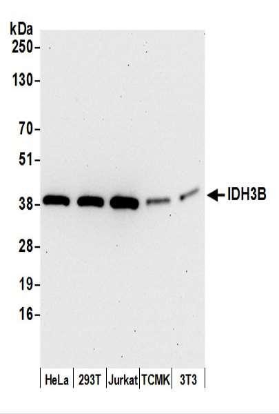 Anti-IDH3B