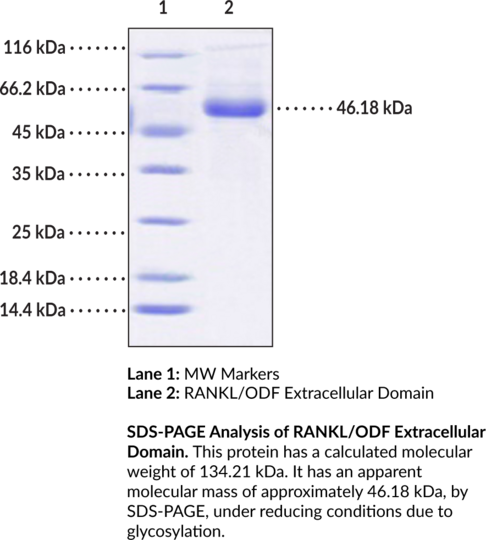 RANKL/ODF Extracellular Domain (human, recombinant)