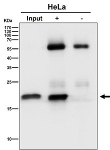 Anti-EMC4 / ER membrane protein complex subunit 4, clone 30E32