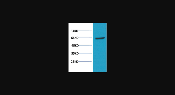 Anti-AKT (1H2), monoclonal