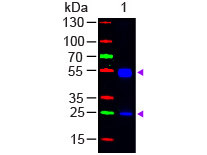 Anti-Rat IgG (H&amp;L) [Goat] (Min X Bv Hs Hu Ms Rb &amp; Sh serum proteins) Fluorescein conjugated F(ab&#039;)2
