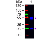 Anti-Rat IgG (H&amp;L) [Goat] (Min X Bv Hs Hu Ms Rb &amp; Sh serum proteins) Fluorescein conjugated F(ab')2
