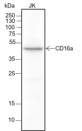 Anti-Recombinant CD16a, clone A162