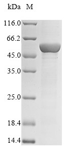 Cytochrome P450 2C19 (CYP2C19), human, recombinant