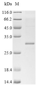 Caveolin-1 (Cav1), rat, recombinant