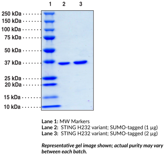 STING H232 variant, SUMO-tagged (human, recombinant)