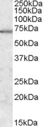 Anti-MARK2 / PAR-1, Internal