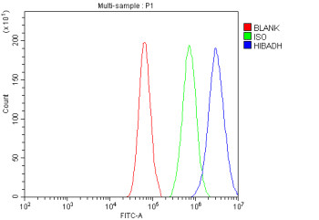 Anti-HIBADH / 3-Hydroxyisobutyrate dehydrogenase