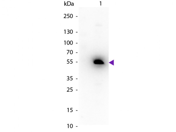 Anti-Mouse IgG1 (Gamma 1 Chain) [Rabbit] Peroxidase conjugated